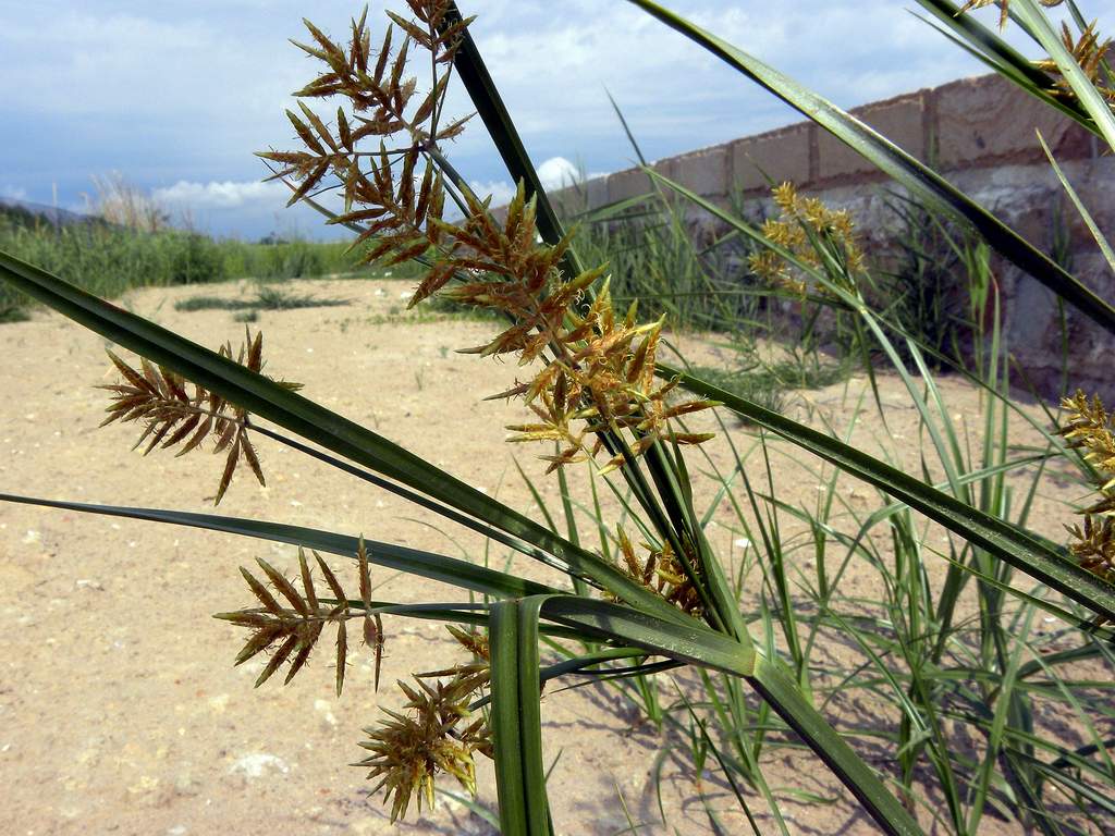 Cyperus sp.